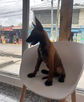 Oferta cachorro pastor belga malinois ambos sexo en santo domingo