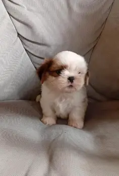 Oferta cachorro shih tzu macho en snato domingo y vacuna al dia