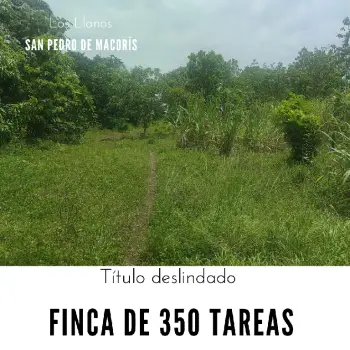 Finca de 350 tareas con 100 tareas sembradas de cañas en los llanos