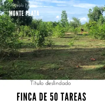 Finca de 50 tareas con vocación agrícola y ideal para casa campestre e