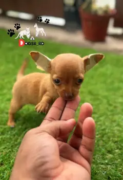 Chihuahua ambos sexos