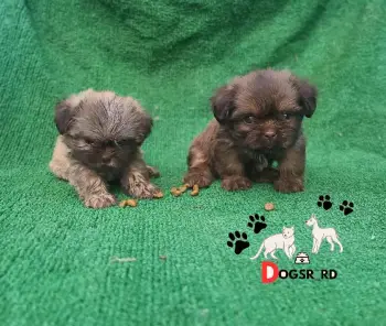 Shipoo   machos
