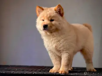 Oferta cachorro chow chow ambos sexo en santo domingo con su vacuna