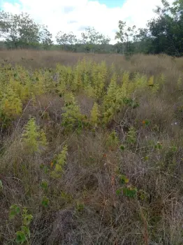 Finca en venta bayaguana51