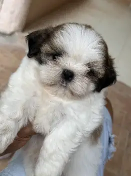 Shih tzu hembra y macho