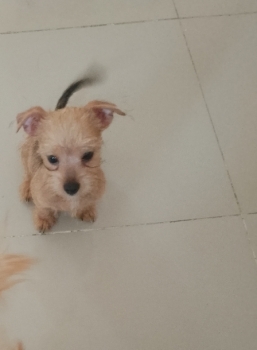 Chihuahua mini/toy 1