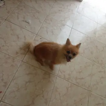 perro venta split alemán