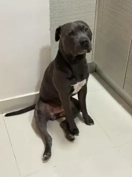 Vendo perro american staffordshire terrier / pitbull