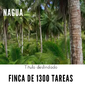 Finca de 1300 tareas sembradas de cocó y cacao con casa campestre en n