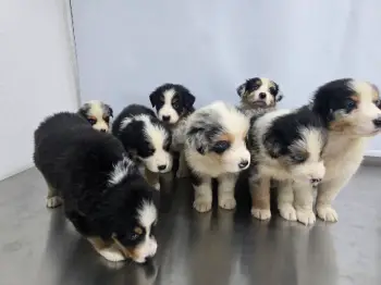 Oferta cachorro pastor australiano ambos sexo  en santiago y se entreg