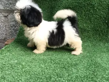 Oferta cachorro shih tzu hembra  en santo domingo y se entrega con tod