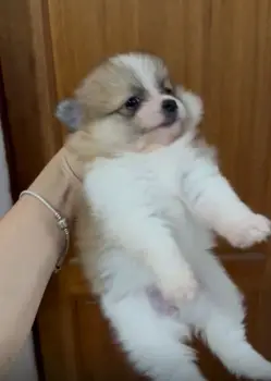 Oferta cachorro pomerania hembra en santo domingo con su vacunas al di