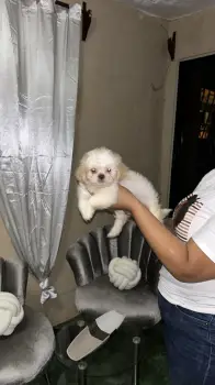 Oferta cachorro shipoo ambos sexo en santo domingo y vacuna al dia
