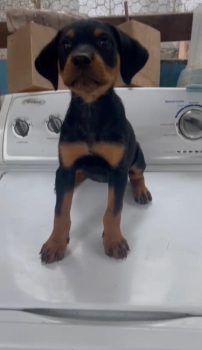 Oferta cachorro rottweiler ambos sexo en santo domino y vacunados