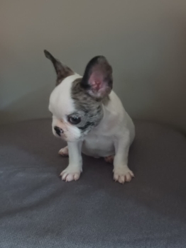 Oferta cachorro bulldog frances macho en santo domingo y vacuna al dia