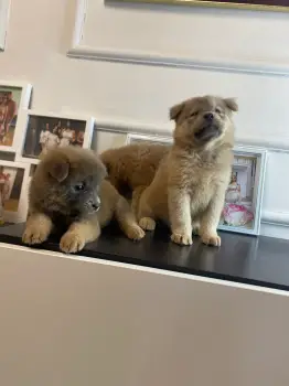 Oferta cachorro chow chow hembra en santiago vacuna al dia