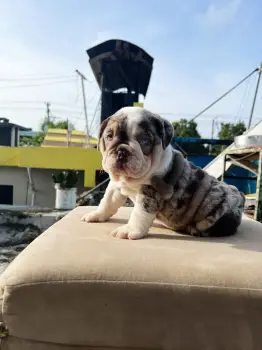 Oferta cachorro bulldog ingles hembra en santo domingo y vacunados