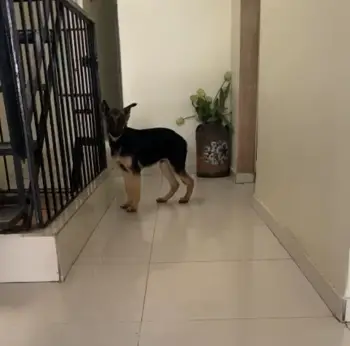 Oferta cachorro pastor aleman macho en santo domingo y vacunado
