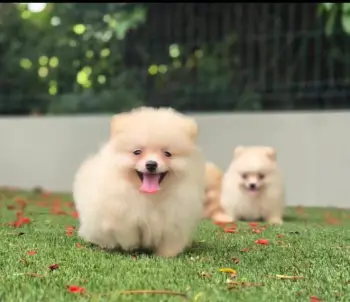 Oferta cachorro pomerania ambos sexo en santo domingo y vacunado
