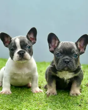 Oferta cachorro bulldog frances ambos sexo en santo domingo con todo a