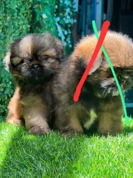 Oferta cachorro shih tzu macho en snato domingo y vacuna al dia