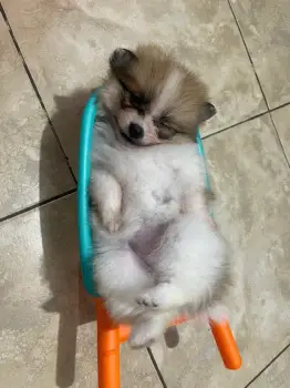 Oferta cachorro pomerania hembra en santiago y vacuna al dia