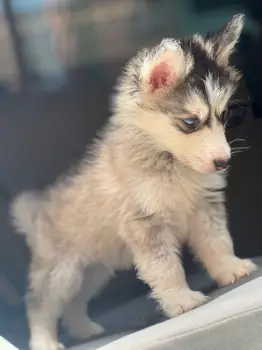 Oferta cachorro husky wooly macho en santo domingo y vacuna al dia