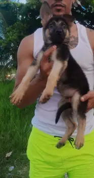 Oferta cachorro pastor aleman macho en santo domingo vacunado