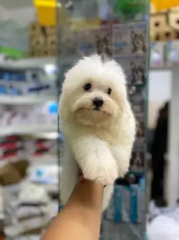 Oferta cachorro maltes macho en santo domingo con su vacuna
