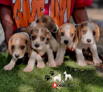 Beagle ambos sexos