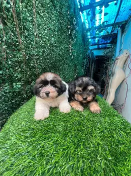 Oferta cachorro shipoo hembra en santo domingo con su vacuna al dia