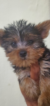 Oferta cachorro yorkie macho en santo domingo y vacunados