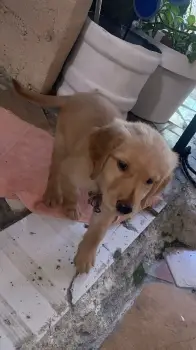 Oferta cachorro golden retriever ambos sexo en santo domingo