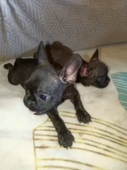 Oferta cachorro bulldog frances hembra en santo domingo y vacunado