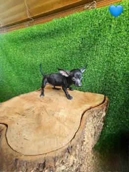 Oferta cachorro chihuahua macho en santo domingo con sus vacuna