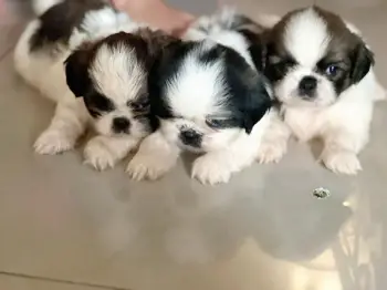 Cachorros shitzu