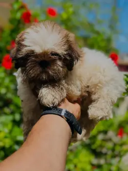 Shih tzu macho