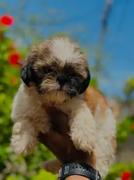 Shih tzu hembra