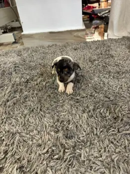 Oferta cachorro chihuahua ambos sexo merle se entrega en santo domingo
