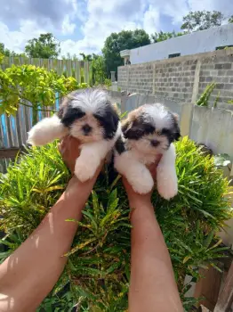 Oferta cachorro shih tzu hembra se entrega con todo al dia ubicado en