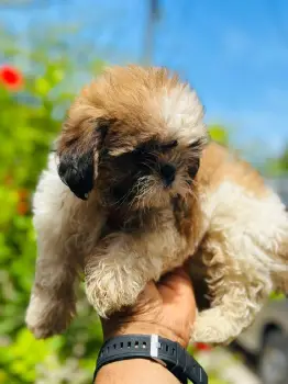 Oferta cachorro shih tzu ambos sexo  en snato domingo y vacuna al dia