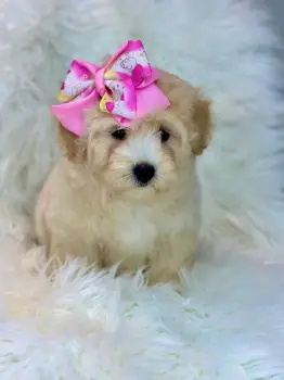 Oferta cachorro maltipoo hembra en santo domingo y vacuna al dia