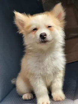 Oferta cachorro husky ambos sexo santo domingo y vacunado