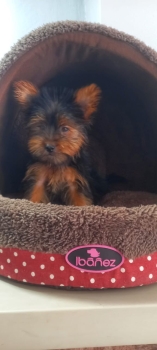 Oferta cachorro yorkie macho en santo domingo con todo al dia