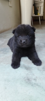 Oferta cachorro chow chow hembra en santiago vacuna al dia