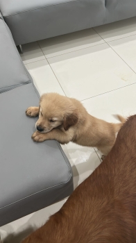 Oferta cachorro golden retriever ambos sexo en santo domingo