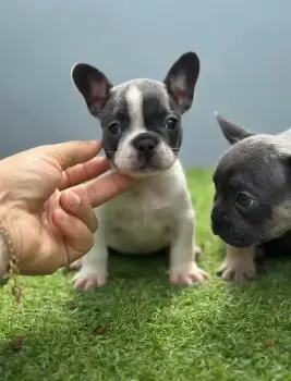 Bulldog frances ambos sexos