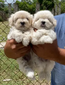 Maltipoo ambos sexos