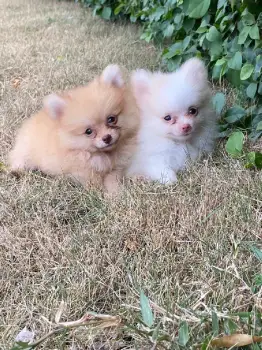 Pomerania ambos sexos