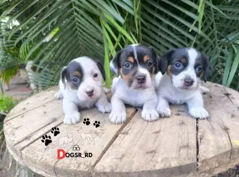 Jack russel ambos sexos